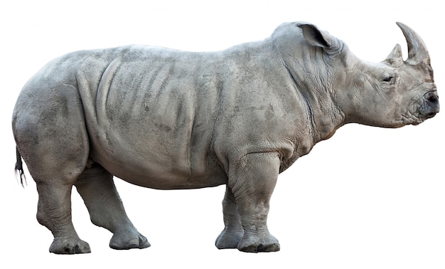 rhino 6 free online rhino 6 free online