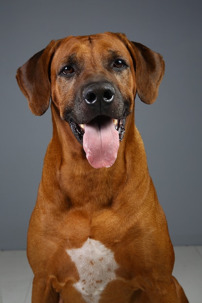 rhodesian ridgeback gray