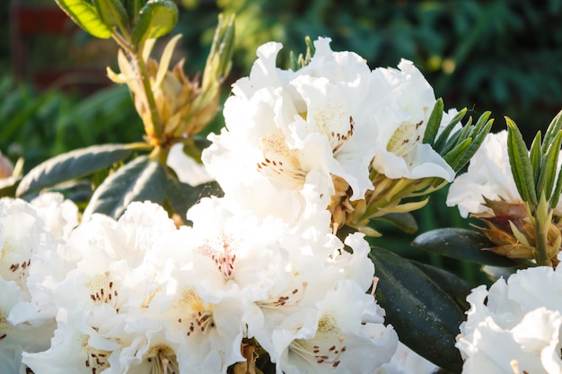 Premium Photo  Rhododendron (azalea) flowers of various colors in