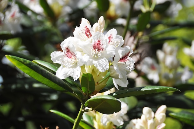 シャクナゲカニンガム白い花 春のトロピカルガーデン 4月 5月のシャクナゲの開花期 プレミアム写真
