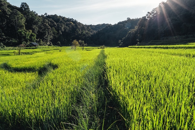 Premium Photo | Rice field ,aerial view of rice fields