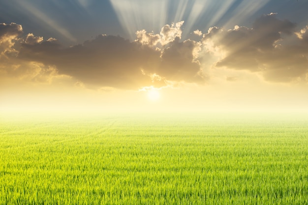 Premium Photo | Rice field and sunset.