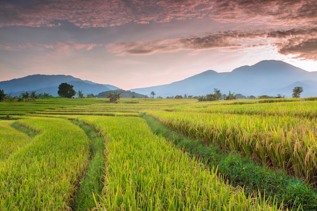 Premium Photo | Rice field at sunset