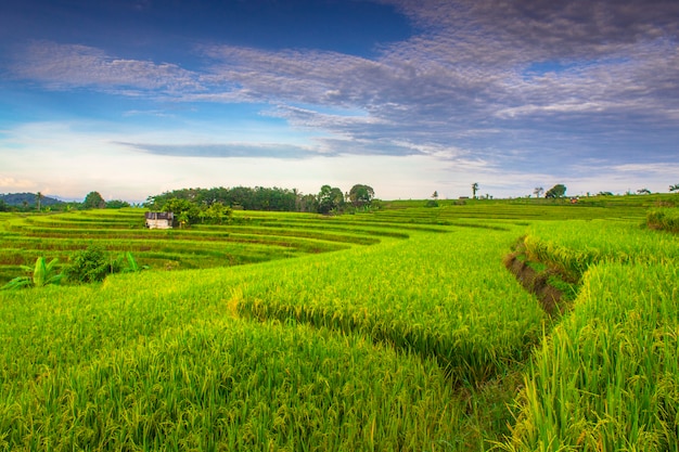 Premium Photo | Rice field texture with green rice terraces