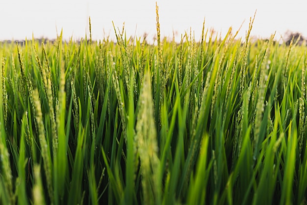 Premium Photo | Rice field view from the side