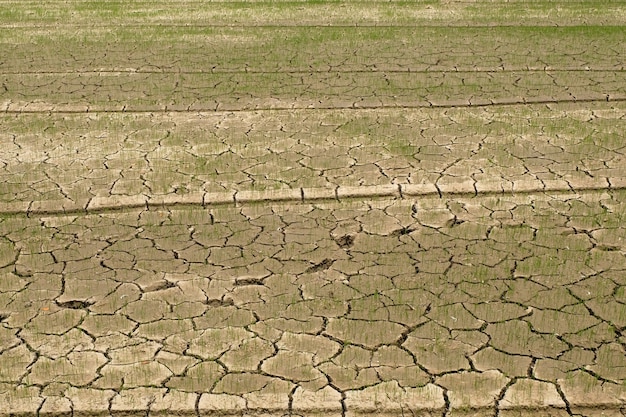 Rice in the field without water Premium Photo