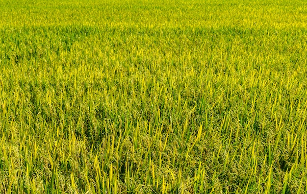 Premium Photo | Rice fields background