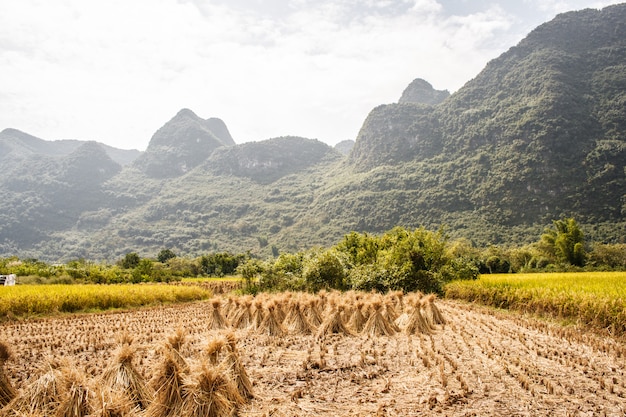 Рисовое Поле Китай Фото