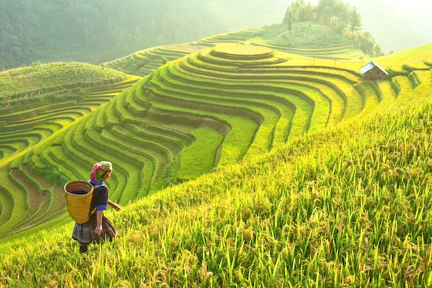 Premium Photo | Rice fields on terraced of mu cang chai yenbai