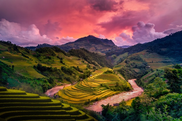 Premium Photo | Rice fields on terraced with wooden pavilion at sunset ...