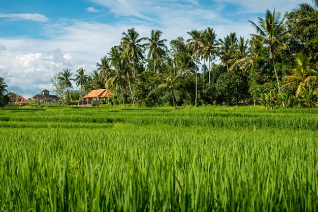 Free Photo Rice Fields In Ubud