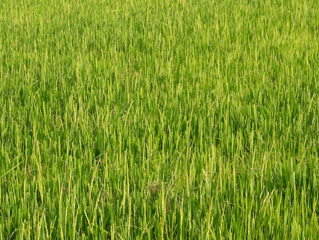 Premium Photo | Rice fields