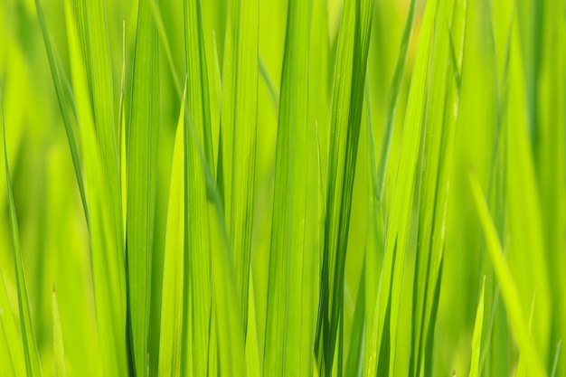 Premium Photo | Rice green leave beautiful in nature background