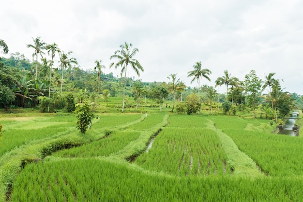 Rice paddies | Free Photo