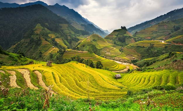 Premium Photo | Rice paddy fields prepare the harvest at northwest vietnam