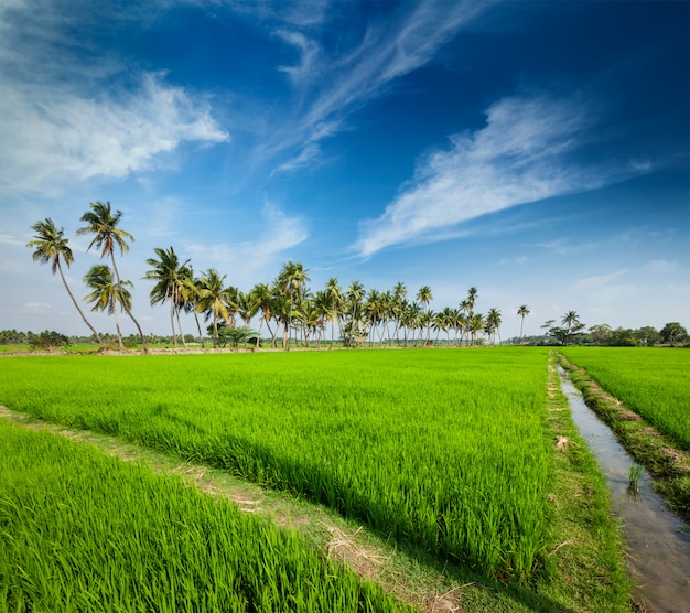 Premium Photo | Rice plantation, agriculture, india