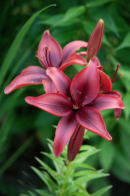 Premium Photo | Rich dark red lilium asiatic flower in a green background