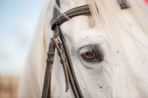 右目と白い純血種の競走馬のたてがみと自然環境に立っている銃口に添え金 プレミアム写真