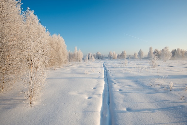 Premium Photo | Rime on trees