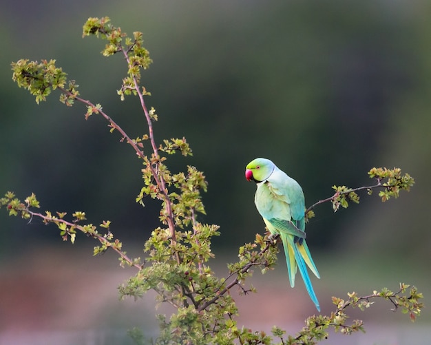 Premium Photo | Ring necked parakeet