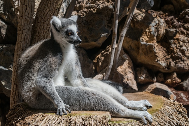 Premium Photo | Ring tailed lemur (lemur catta) sitting very relaxed ...