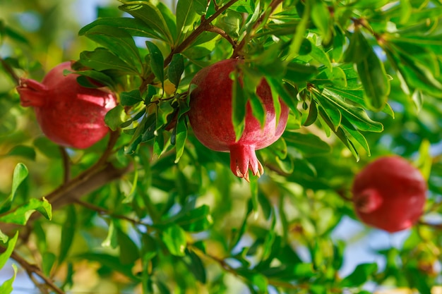 Download Ripe colorful pomegranate fruit on tree branch | Premium Photo