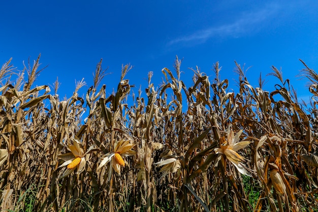 Premium Photo | Ripe corn ears at the field