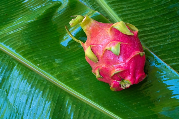 Premium Photo | Ripe dragon fruit on a wet green leaf