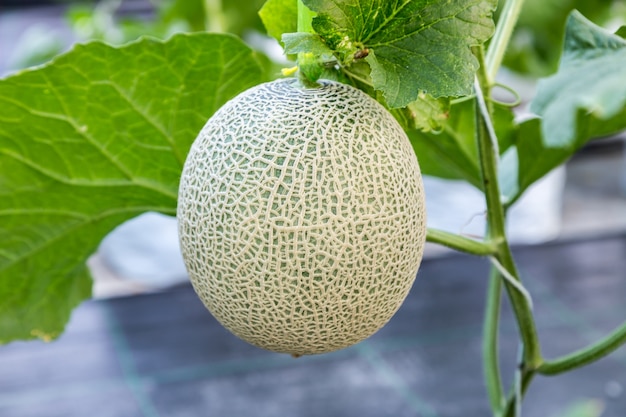 Premium Photo | Ripe japanese net melon growing in greenhouse