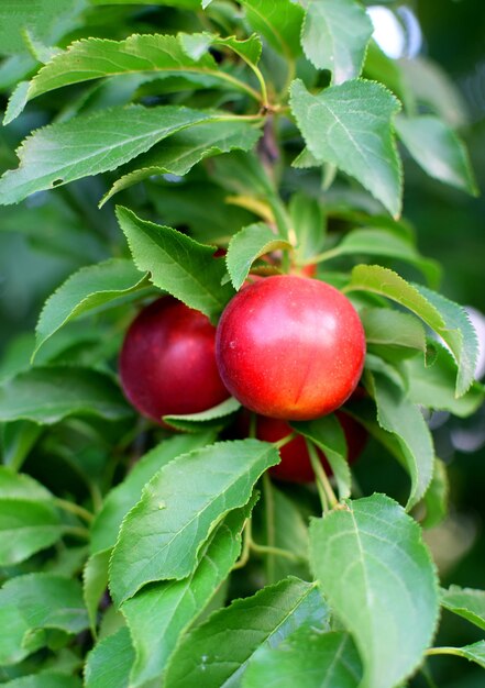 Premium Photo | Ripe ped plums hang on a branch with green leaves ...