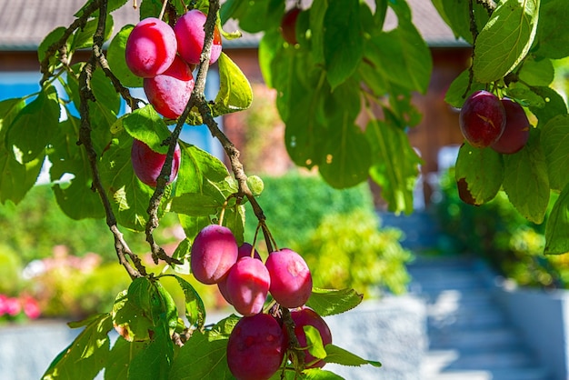 free download italian plums