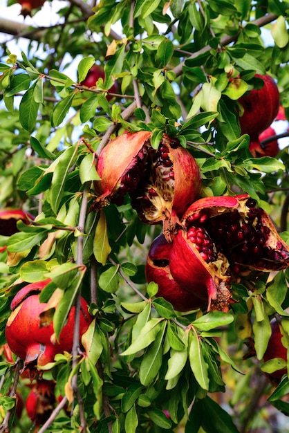 Download Ripe pomegranate fruit in the garden on the branches ...