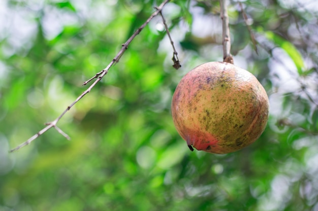 Ripe pomegranate fruit on tree branch Photo | Premium Download