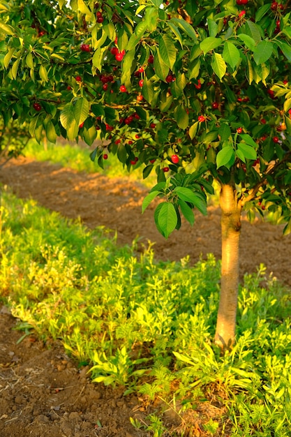 Premium Photo Ripe Red Cherries Growing On Cherry Tree In Garden