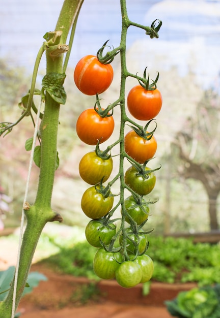 Premium Photo | Ripe tomatoes on a vine growing on a garden in greenhouse