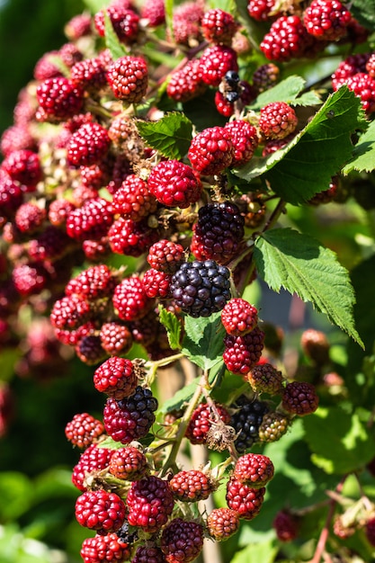 Premium Photo | Ripe and unripe blackberries grow on the bush.