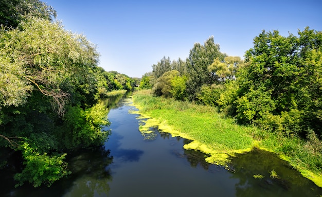 Premium Photo | The river among green trees