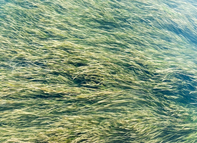 Premium Photo | River weed