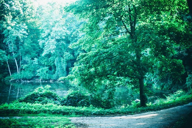 premium-photo-road-in-the-forest-park-in-the-spring