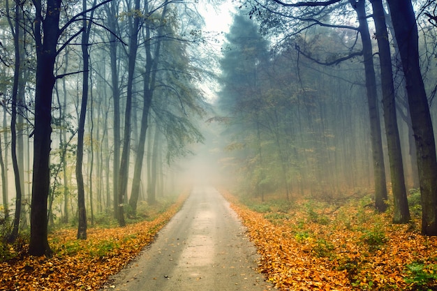 Premium Photo | Road and misty forest in autumn with colorful foliage.