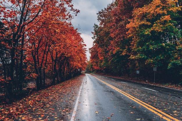 Strada Circondata Da Alberi Con Foglie Colorate Durante La Caduta Foto Gratis 4809