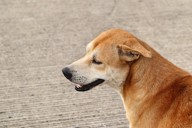 Premium Photo | Roadside dog on ground