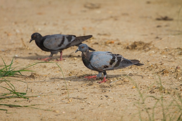 premium-photo-rock-pigeon-on-ground