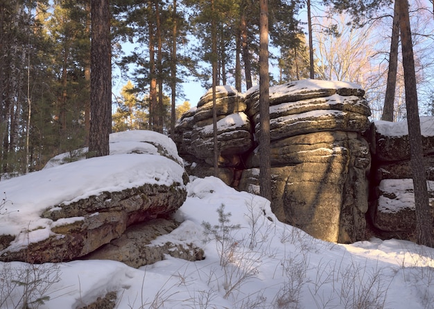 Premium Photo Rock The Resort Belokurikha Located In The Foothills Of The Altai Winter Pine Forest Covered Snow