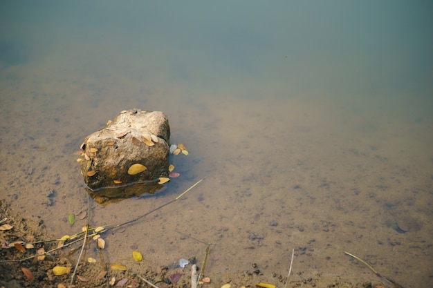 Premium Photo | A rock stuck with leaves