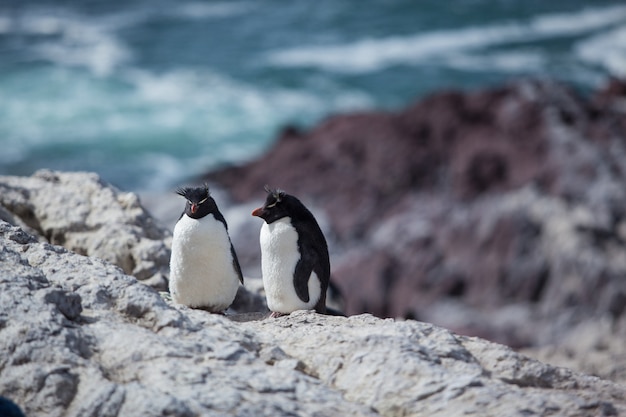 岩の多いビーチに座っているイワトビペンギン プレミアム写真