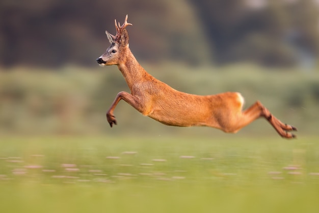 Premium Photo Roe Deer Buck Jumping High In Summer Nature While