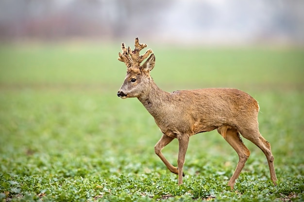 ノロジカ Capreolus Capreolus ベルベットウォーキングで覆われた大きな枝角を持つバック プレミアム写真