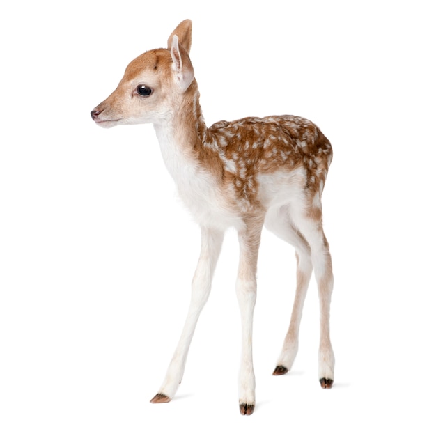 Premium Photo | Roe deer fawn - capreolus capreolus on white isolated