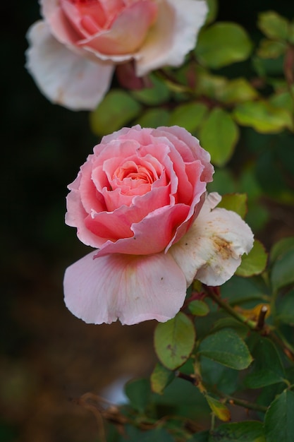 Premium Photo | Romantic pink rose in garden